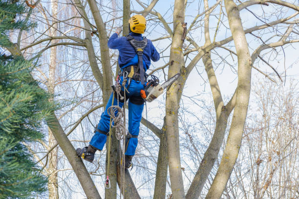  , USA Tree Services Pros